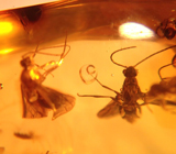 Кулон с доминиканский янтарем с насекомыми