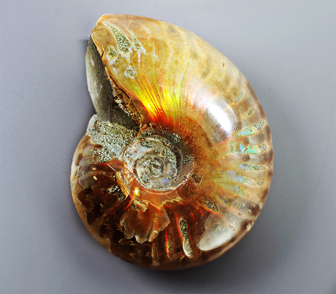 Опализированный аммонит 81,16 карата