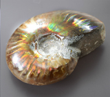 Опализированный аммонит 81,16 карата