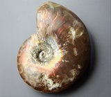 Опализированный аммонит 66,4 карата