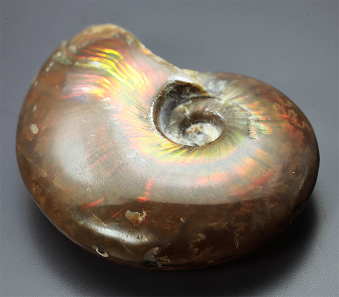 Опализированный аммонит 66,4 карата