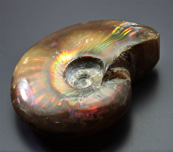 Опализированный аммонит 66,4 карата