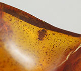 Доминиканский янтарь с насекомым 3,44 карат